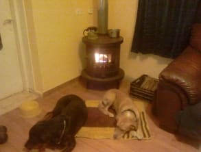 חוות%20Dog%20Way%20-%20פנסיון%20ואילוף%20כלבים%20,%20שדה%20נחמיה